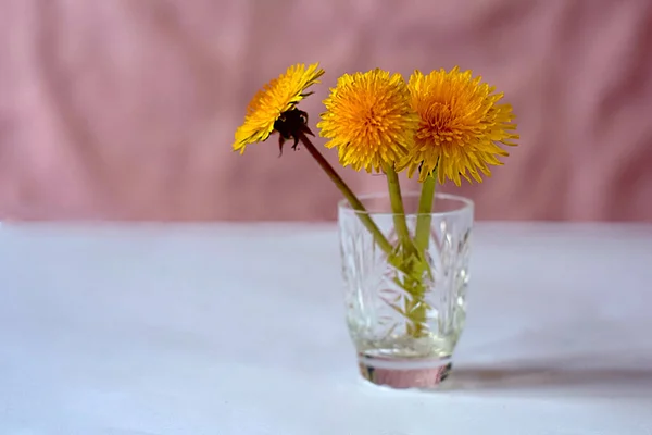 Tres Flores Diente León Vaso Sobre Mesa — Foto de Stock