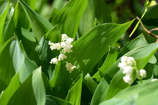 Liliom Völgyből Virág Tavaszi Kertben Közelkép — Stock Fotó