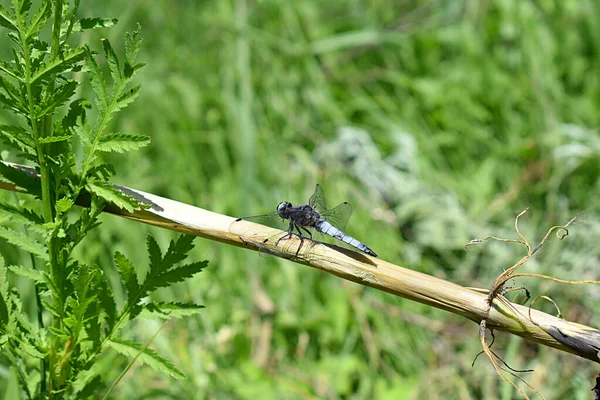 Libellule Bleue Assise Sur Une Tige Sèche Sur Fond Herbe — Photo