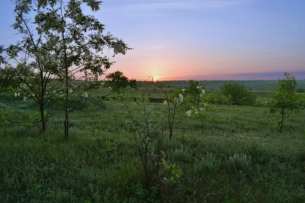 Steppe Frühling Bei Sonnenaufgang Mit Blühenden Weißen Akazienbäumen — Stockfoto