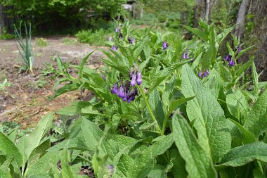 Çiçek açan Comfrey (Symphytum caucasicum) bir şifalı bitkidir..