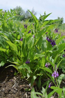Çiçek açan Comfrey (Symphytum caucasicum) bir şifalı bitkidir..