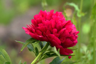 Bahçedeki kırmızı şakayık çiçeği yakın plan.