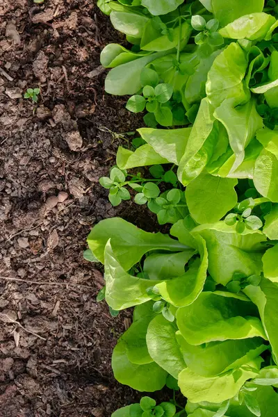 Lama Dan Muda Salad Hijau Tanaman Vegetates Tanah Citra Gizi — Stok Foto
