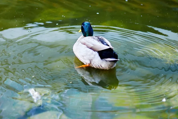 duck swimming free in a pond
