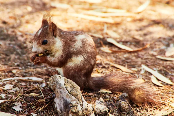 Esquilo Comer Amêndoas Uma Reserva Natural — Fotografia de Stock