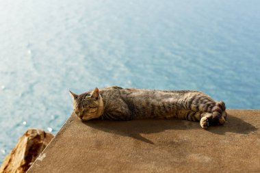 Kedi güneşte uyuyor.