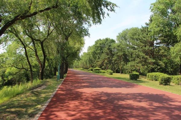 Summer Park Road Walking Running Great Green Area Trees — Stock Photo, Image