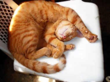 Güzel kedi hayatı boyunca rahat bir şekilde uyudu. Adı Garfield. Animasyon kedisine çok benziyor..