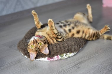 Bengal kedisi odada bir kürk yastığının üzerinde yatıyor.