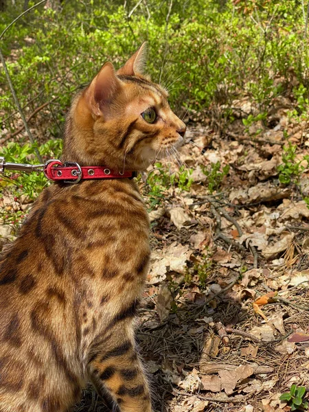 Bengal cat walks on a leash through the woods
