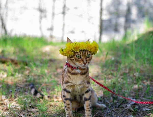 Gato Bengala Una Corona Flores Bosque — Foto de Stock