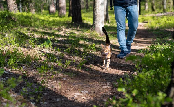 Bir kedi güneşli bir yaz gününde ormanda bir adamla yürür.