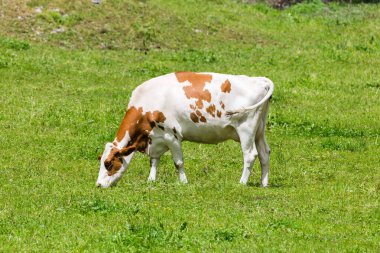 İsviçre 'de muhteşem bir peyzaj koleksiyonu