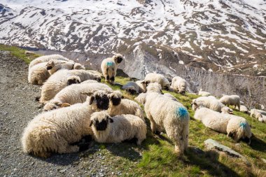 İsviçre 'de muhteşem bir peyzaj koleksiyonu