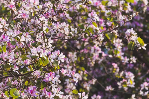 Tseung Kwan O, Hong Kong 'da çiçek mevsimi yakalandı. 