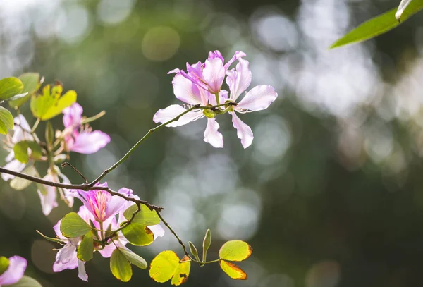 Tseung Kwan O, Hong Kong 'da çiçek mevsimi yakalandı. 
