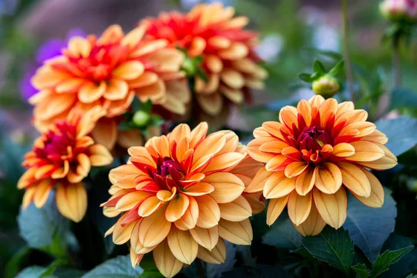 Época Das Flores Capturada Tseung Kwan Hong Kong — Fotografia de Stock