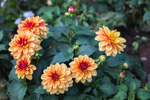 Tseung Kwan O, Hong Kong 'da çiçek mevsimi yakalandı. 