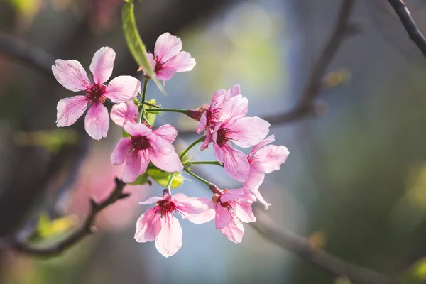 Tseung Kwan O, Hong Kong 'da çiçek mevsimi yakalandı. 
