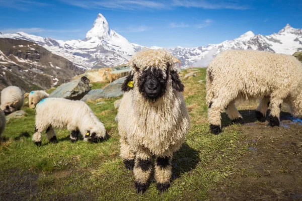 İsviçre seyahatinin harika bir koleksiyonu.
