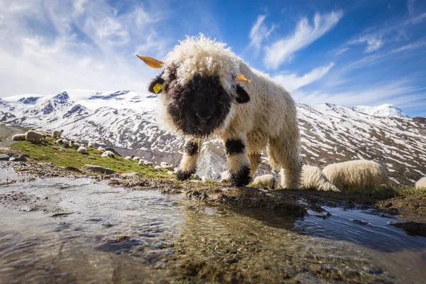 İsviçre seyahatinin harika bir koleksiyonu.