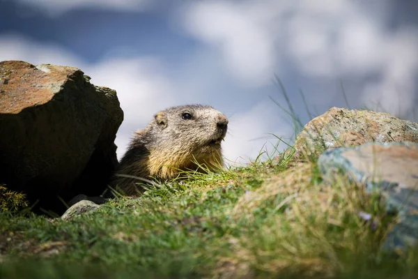 İsviçre seyahatinin harika bir koleksiyonu.
