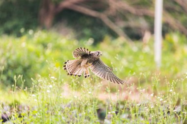 Hong Kong 'daki yüksek biyolojik çeşitliliğe değer verin.