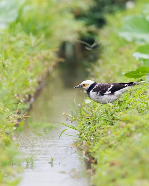 Hong Kong 'daki yüksek biyolojik çeşitliliğe değer verin.