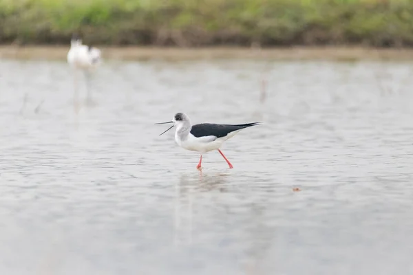 Hong Kong 'daki yüksek biyolojik çeşitliliğe değer verin.