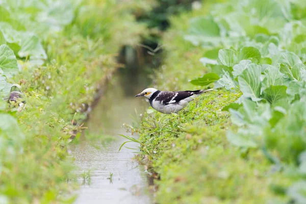 Hong Kong 'daki yüksek biyolojik çeşitliliğe değer verin.
