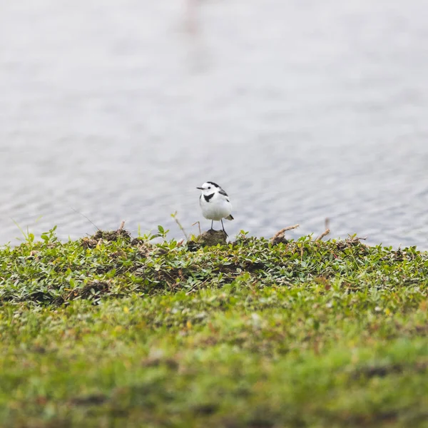 Hong Kong 'daki yüksek biyolojik çeşitliliğe değer verin.