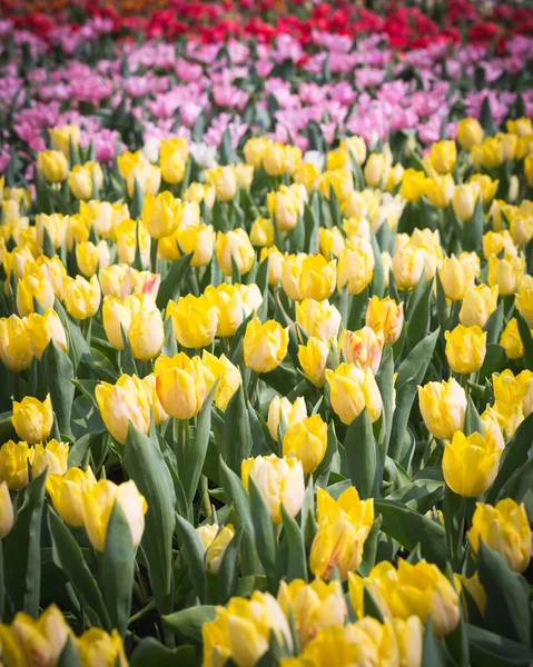 2019 'da Hong Kong' da çiçek festivali