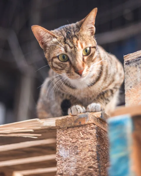 Hong Kong 'da Yau Ma Tei' de yakalanan sevimli bir sokak kedisi.