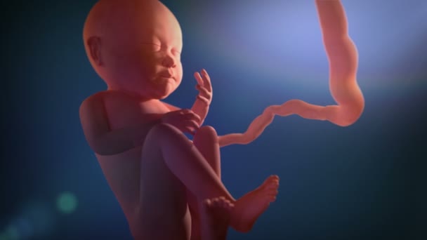 Animazione Medica Del Feto Nel Grembo Materno Bambino Non Ancora — Video Stock