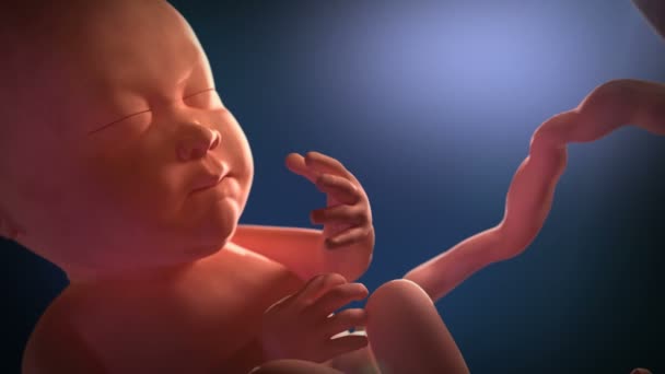 Medical Animation Fetus Mother Womb Unborn Baby Moving Womb — Stock Video