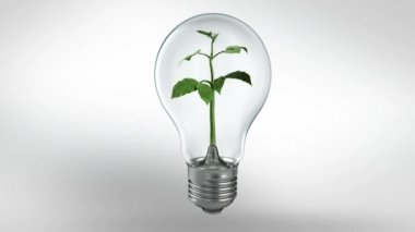 Yeşil enerji kavramı. Saf enerji. Bir ampul içinde büyüyen ağaç