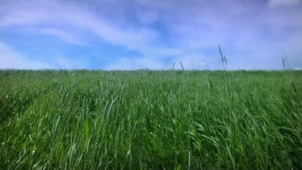 風に揺れる緑豊かな芝生 雲と青い空 — ストック動画