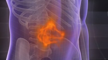 Mide ağrı tedavisi. 3D animasyonlu X-ray insan vücudu. 