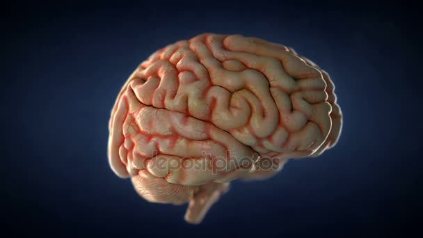 Cerebro Humano Realista Girando Animación Loopable — Vídeos de Stock