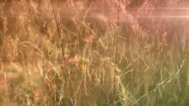 Grama Verão Dia Ensolarado Fundo Natureza Sem Emenda Loopable — Vídeo de Stock