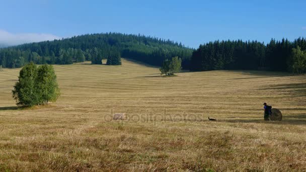 Turysta Pies Spacery Pięknej Górskiej — Wideo stockowe