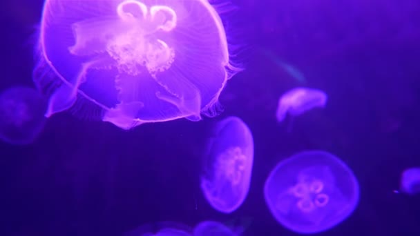 ゲの水中映像 仄暗い水の底で動き回る光るクラゲ — ストック動画