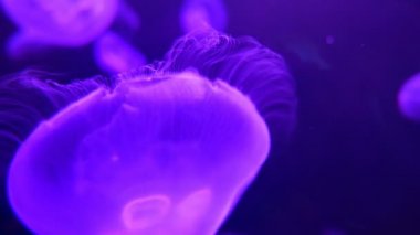 Denizanası sualtı görüntüleri. Parlayan medusas karanlık su içinde hareket etme. 