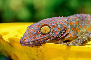 Gecko Lizard eye closeup clipart