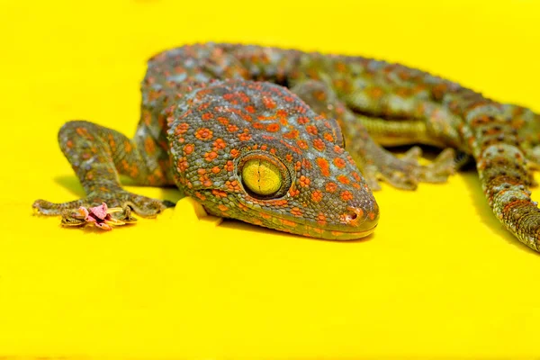 Nahaufnahme Der Gecko Eidechse — Stockfoto