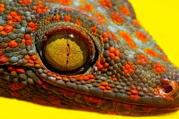 Gecko Lizard eye closeup