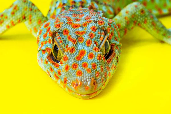 Gecko Ještěrka Oko Detailní — Stock fotografie