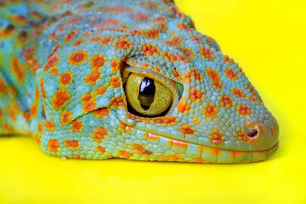 Clôture Des Yeux Gecko Lizard — Photo