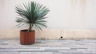 Günbatımına karşı ampul